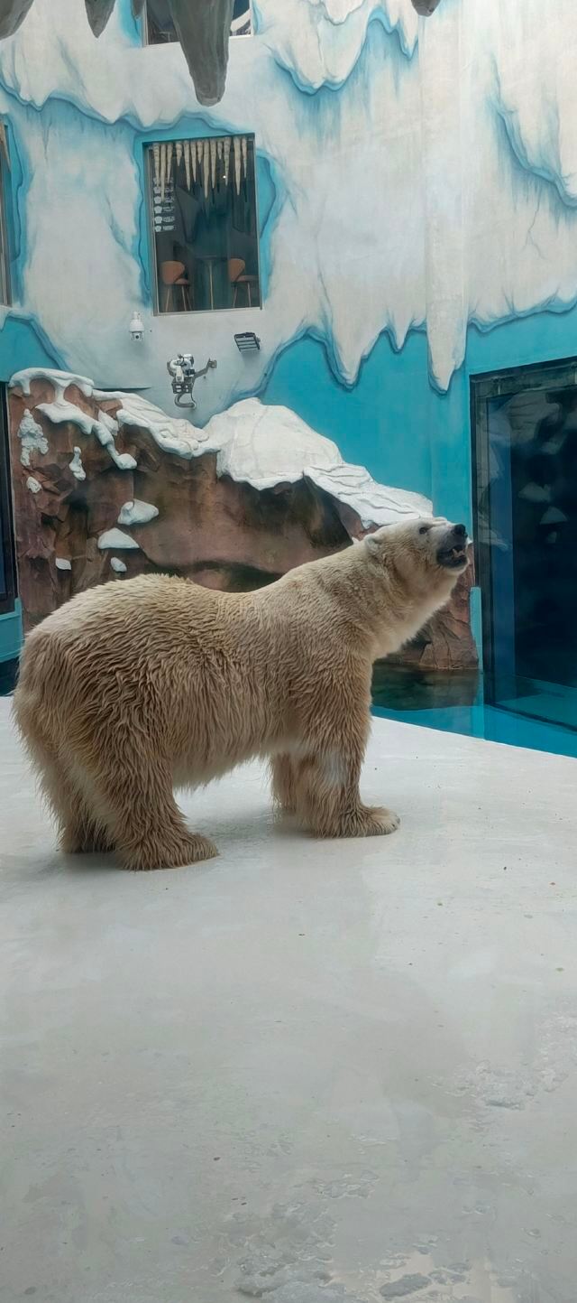 哈尔滨极地公园旅行图片 8