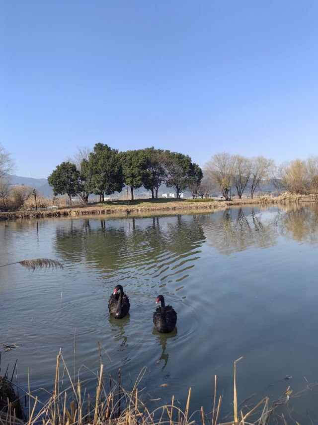 长兴太湖图影湿地文化园-观景塔旅行图片 2