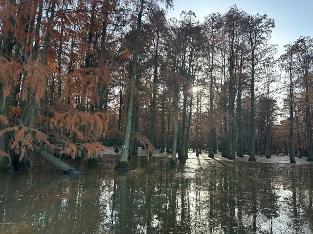 池杉湖国家湿地公园旅行图片 1