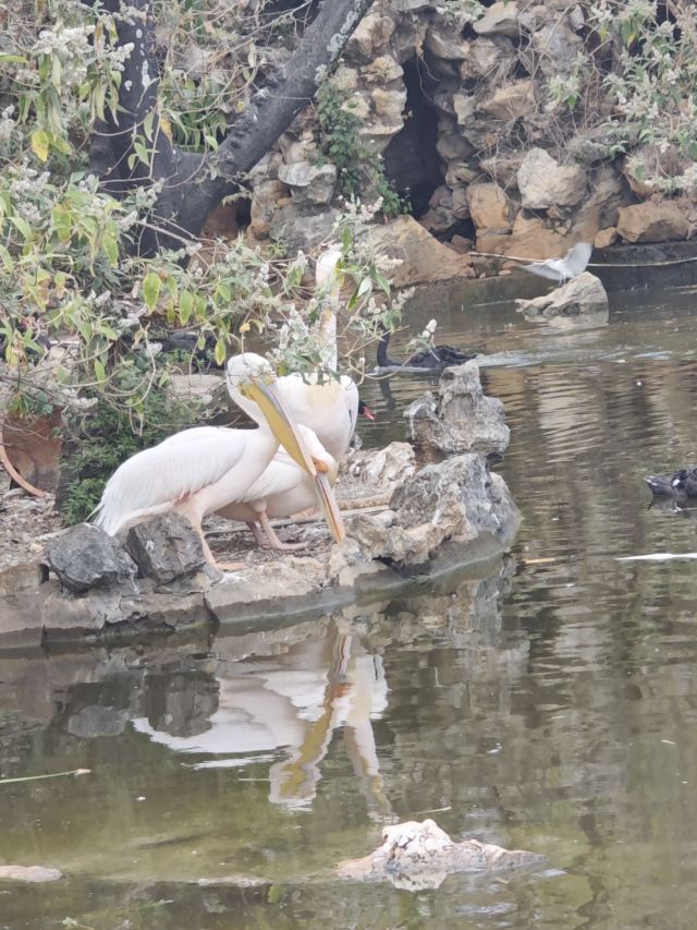 昆明动物园旅行图片 4
