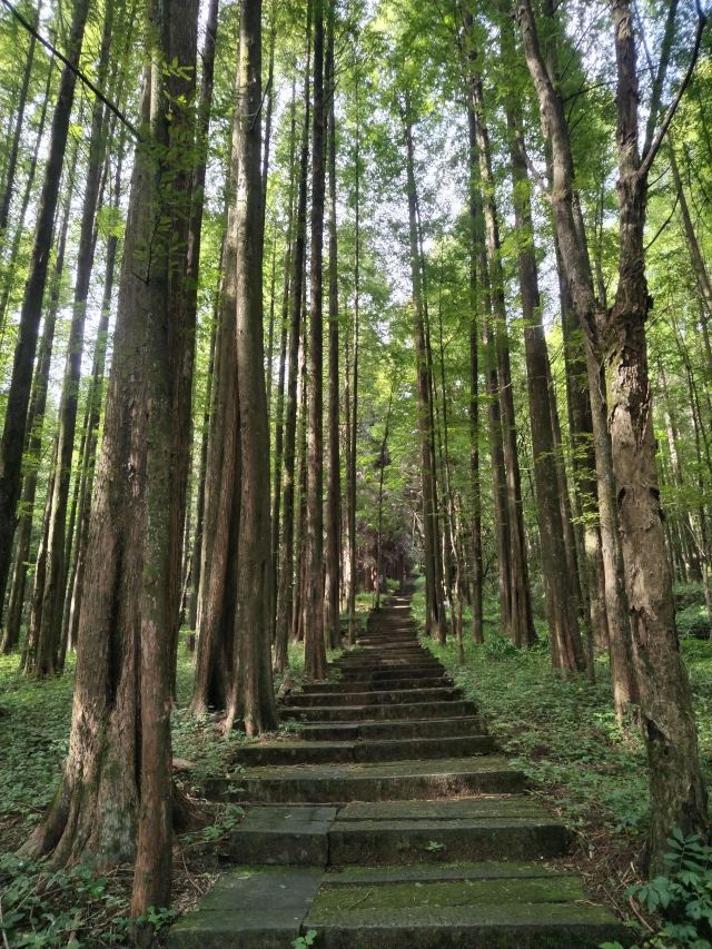 武陵山国家森林公园旅行图片 1