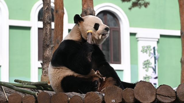 太阳岛大熊猫馆旅行图片 8