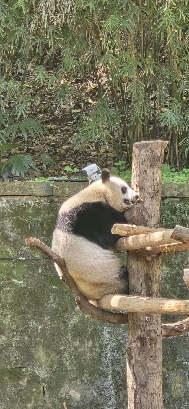 重庆动物园旅行图片 3