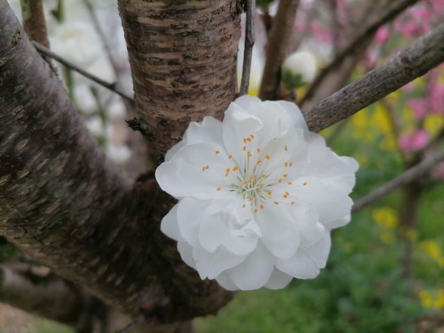 上海南汇桃花村旅行图片 2