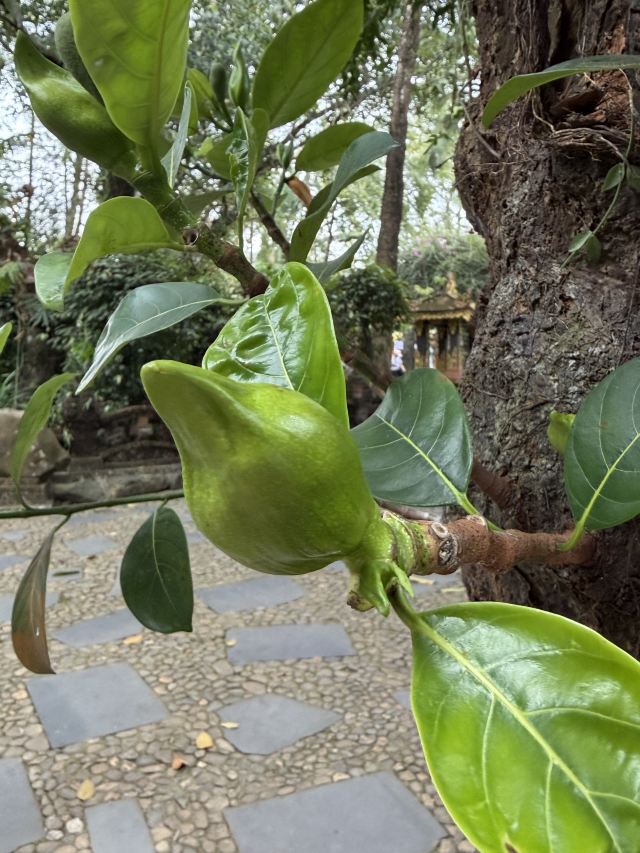 巴厘村旅行图片 1