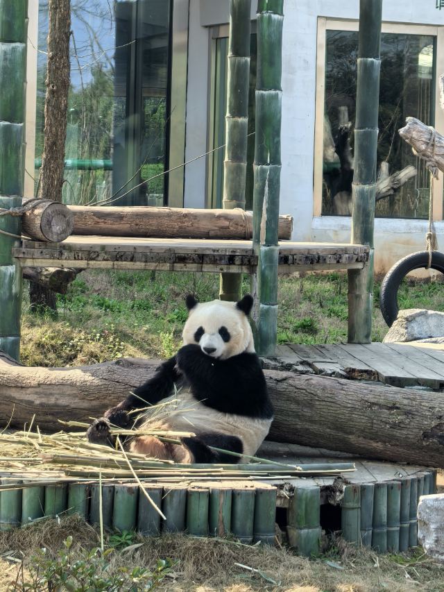 岳阳中华大熊猫苑旅行图片 1