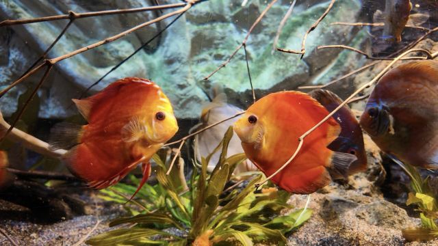 上海海洋水族馆旅行图片 2
