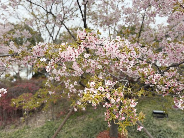 上海顾村公园旅行图片 2