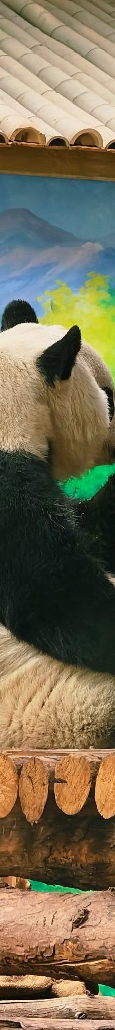 西宁熊猫馆-西宁-YoYo_1T3S6Y2P