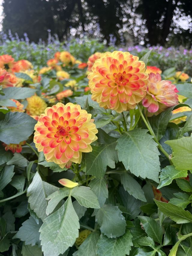 成都植物园旅行图片 3