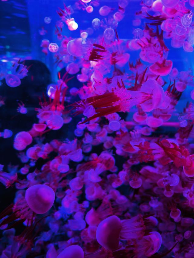 郑州海昌海洋公园旅行图片 3