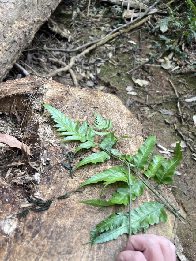 基诺山雨林徒步旅行图片 3