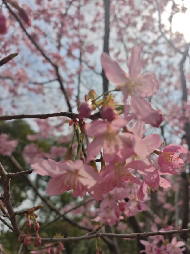上海顾村公园旅行图片 1
