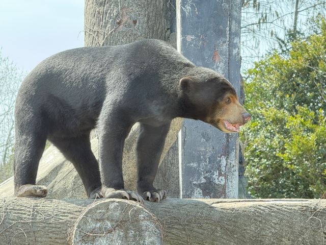 上海野生动物园旅行图片 9
