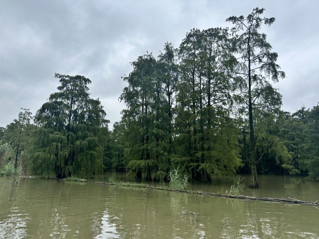 池杉湖国家湿地公园旅行图片 6