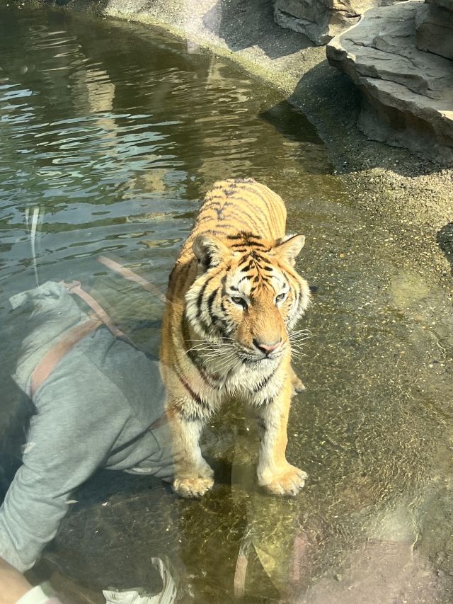 湖南常德野生动物世界旅行图片 2