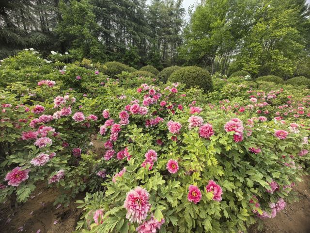 中国国花园旅行图片 3
