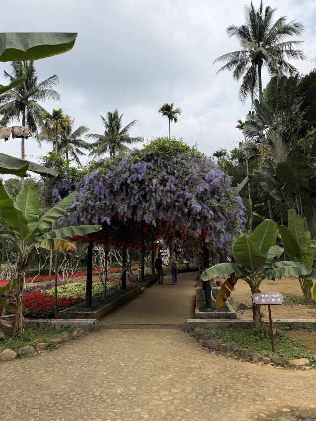 兴隆热带植物园旅行图片 2