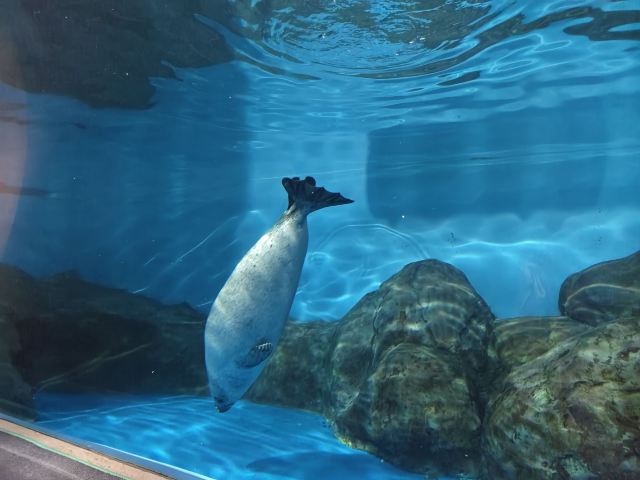 上海海洋水族馆旅行图片 1