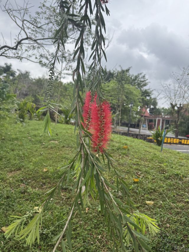 兴隆热带植物园旅行图片 2