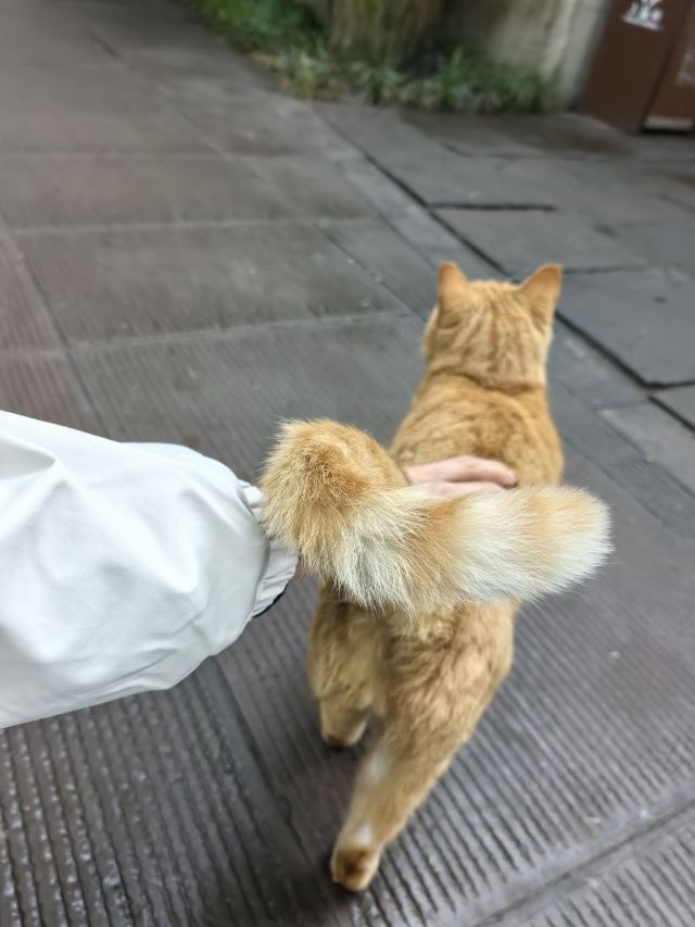三苏祠旅行图片 3