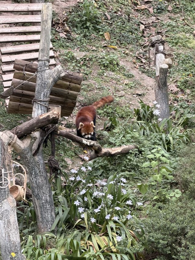 重庆动物园旅行图片 4