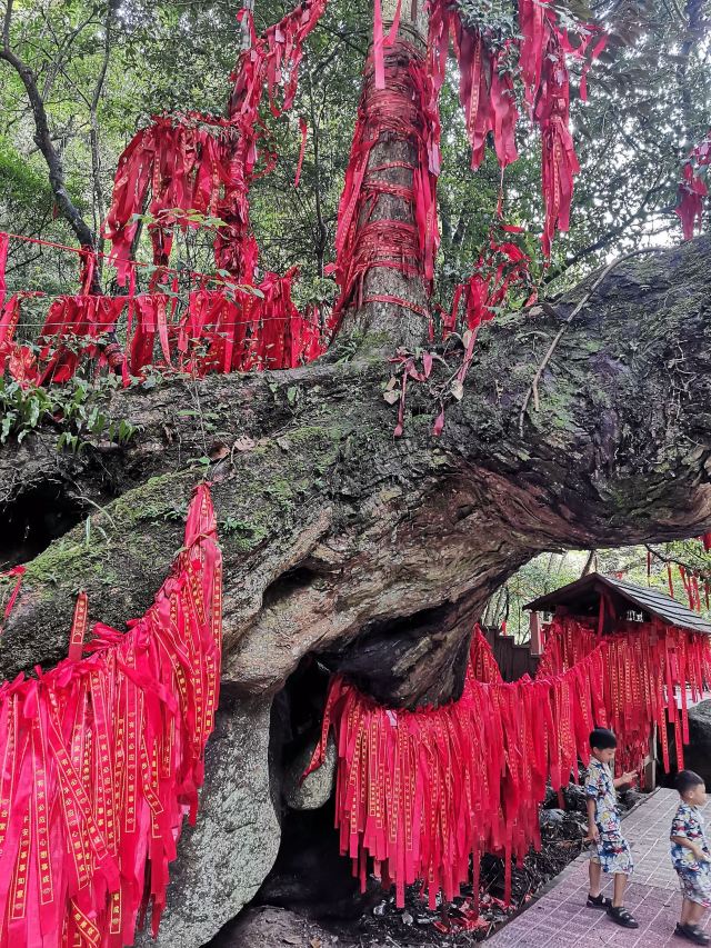 炎陵县神农谷国家森林公园旅行图片 3