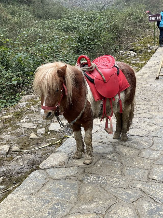 武隆喀斯特旅游区旅行图片 2