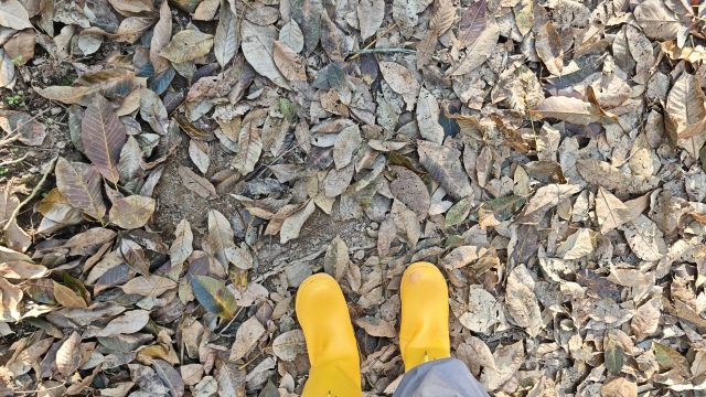 基诺山巴朵村雨林徒步旅行图片 2