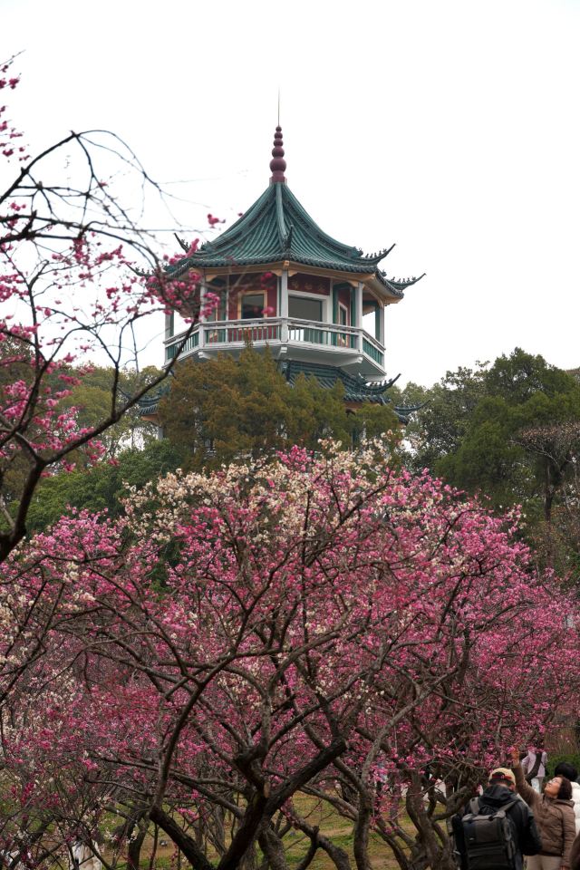 荣氏梅园旅行图片 3