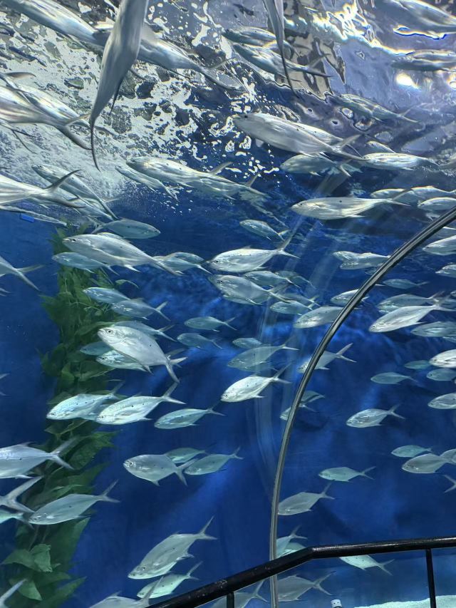 上海海洋水族馆旅行图片 2
