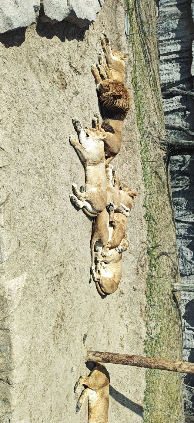 北京野生动物园旅行图片 6