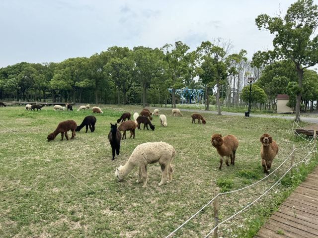 自然卷卷牧野旅行图片 5