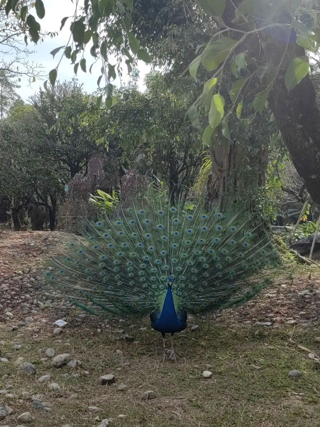 勐巴娜西珍奇园旅行图片 1