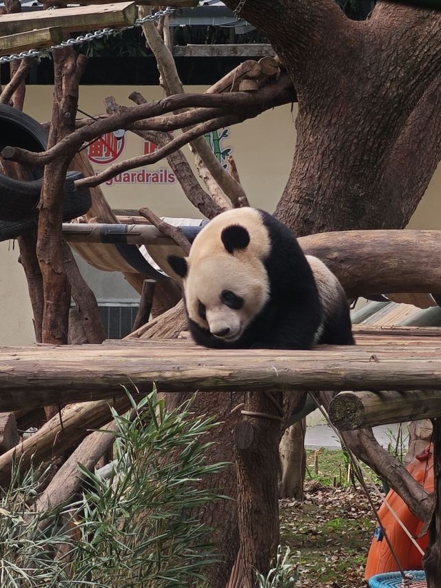 重庆动物园旅行图片 1