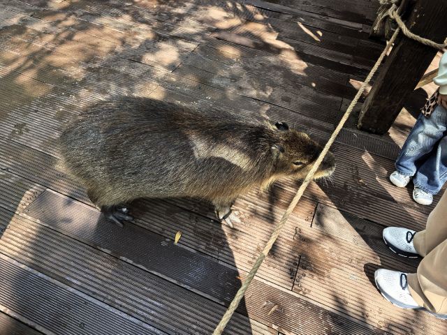 普洱太阳河森林公园旅行图片 1