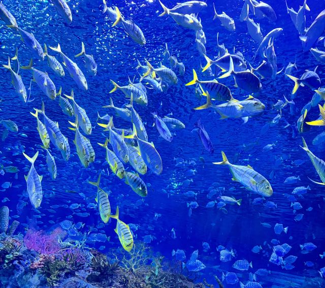上海海昌海洋公园旅行图片 1