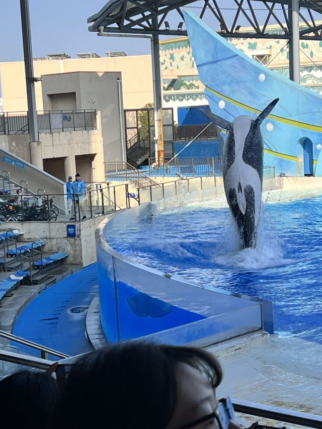 上海海昌海洋公园旅行图片 2