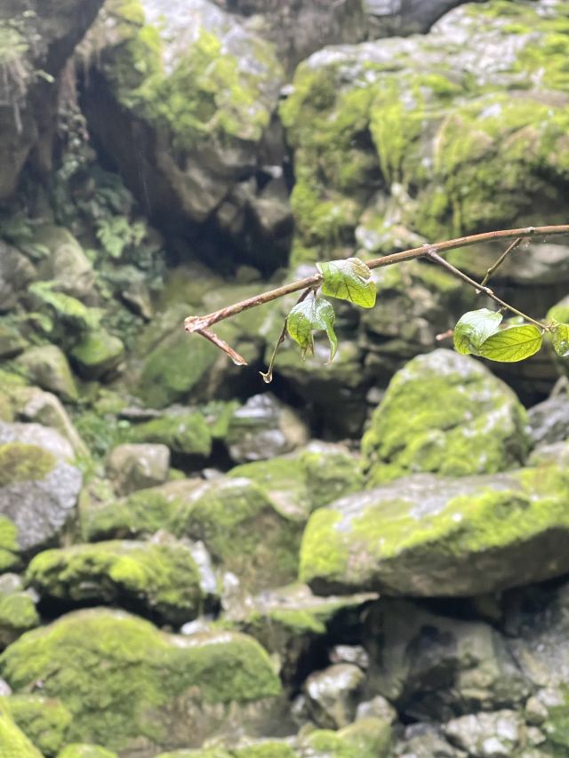 武隆喀斯特旅游区旅行图片 4