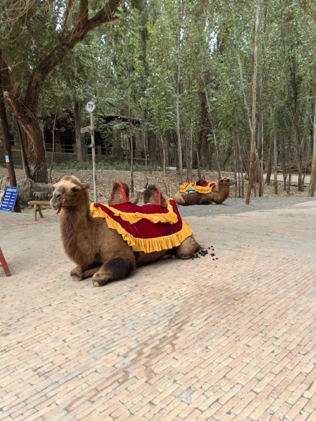 交河故城旅行图片 5