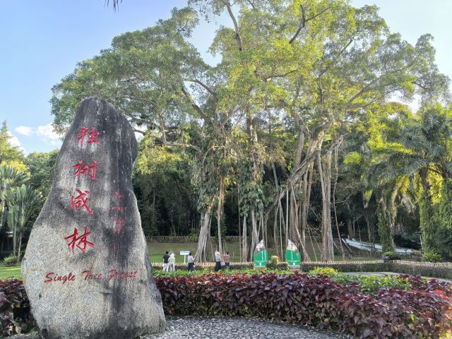 西双版纳独树成林景区旅行图片 1
