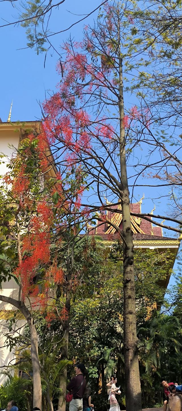 曼听御花园景区旅行图片 5