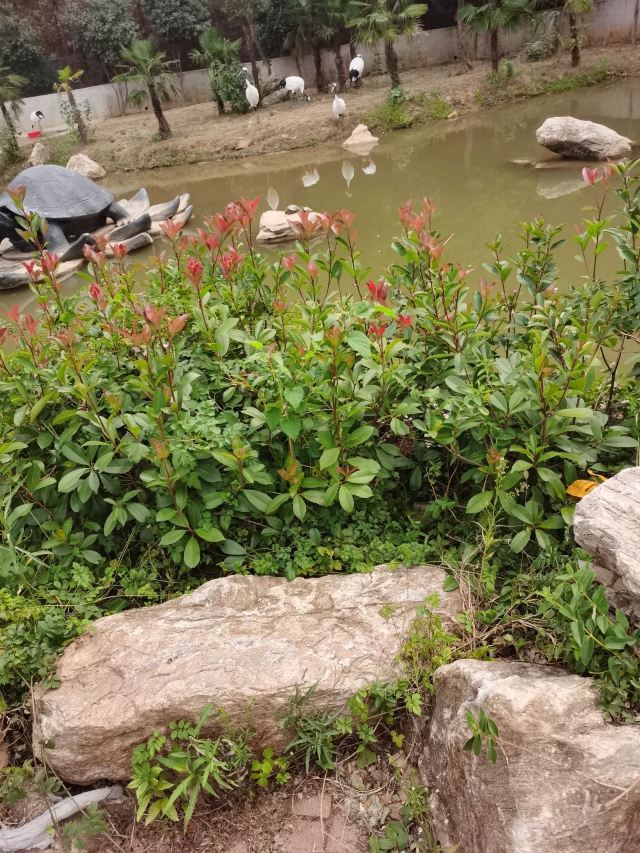 武汉野生动物王国旅行图片 2