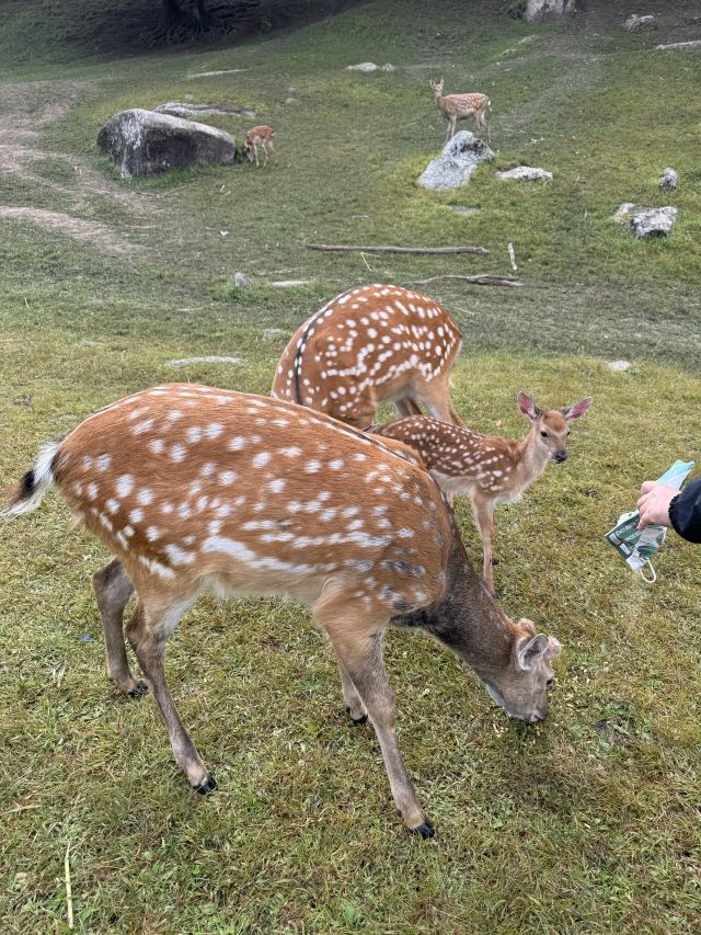 飞泷金山鹿苑旅行图片 2