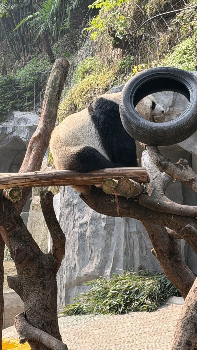 重庆动物园旅行图片 4