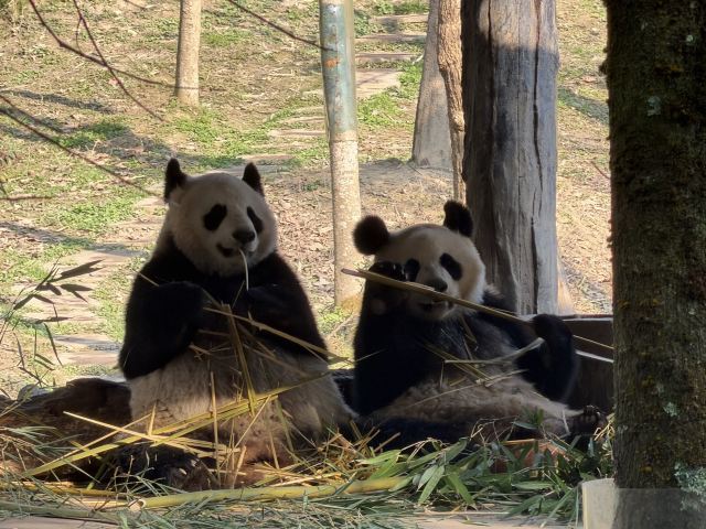 碧峰峡风景区旅行图片 3