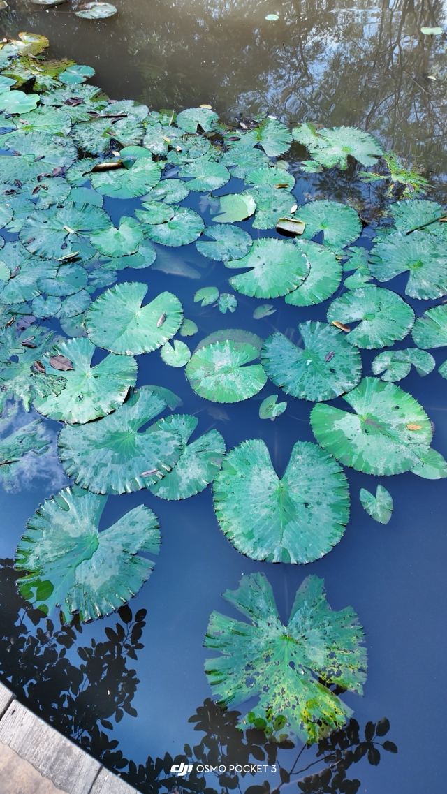 曼听御花园景区旅行图片 5