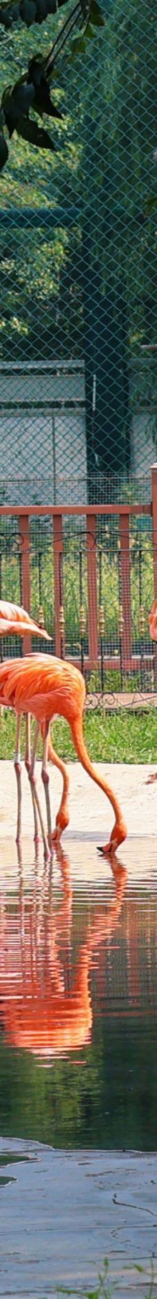 秦皇岛野生动物园-秦皇岛-这小子好帅啊