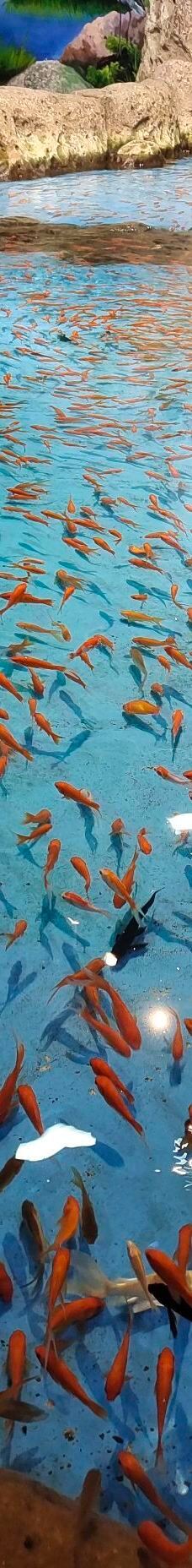 合肥海洋世界-合肥-YoYo_9B1R0X1P