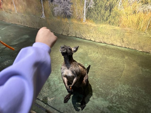 沈阳龙之梦动物科普乐园旅行图片 2
